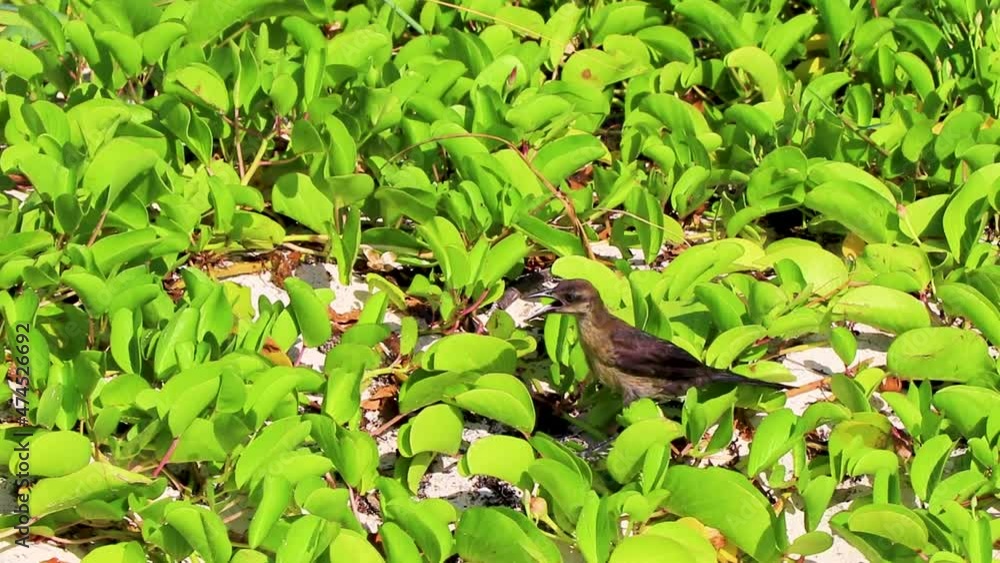 Great-Tailed Grackle bird is getting hot nature on beach Mexico. Great-Tailed Grackle bird is getting hot nature on beach Mexico.