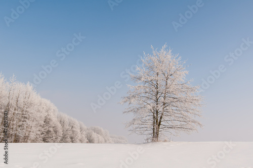 Winter landscape. On a frosty morning, all trees were covered with hoarfrost