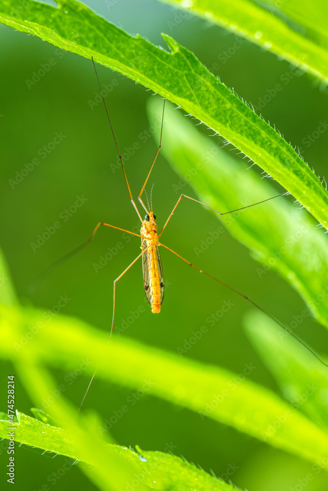 Nephrotoma appendiculata, spotted cranefly Nephrotoma appendiculata, spotted cranefly