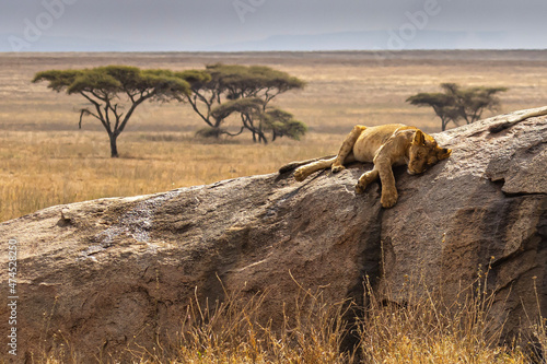 lion cubs playing photo