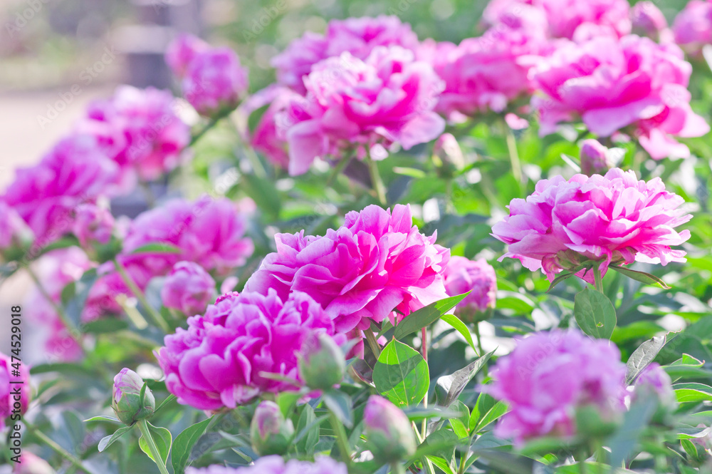 The name of this peony is Sarah Bernhardt.
Scientific name is Paeonia lactiflora. The name of this peony is Sarah Bernhardt.
Scientific name is Paeonia lactiflora.