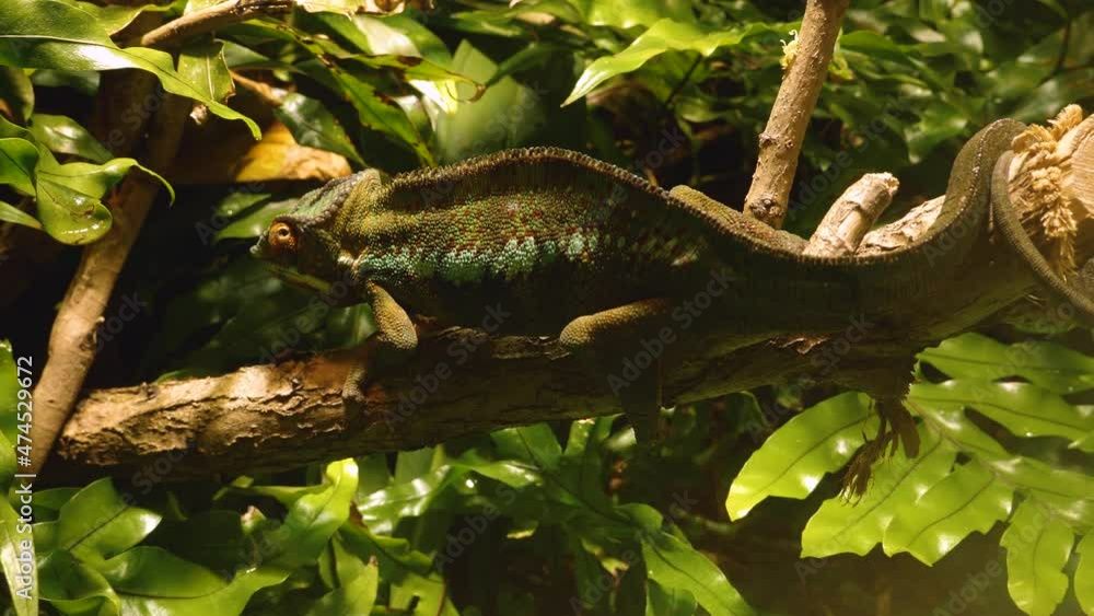 Chameleon sitting on a branch up and moving around. Chameleon sitting on a branch up and moving around.