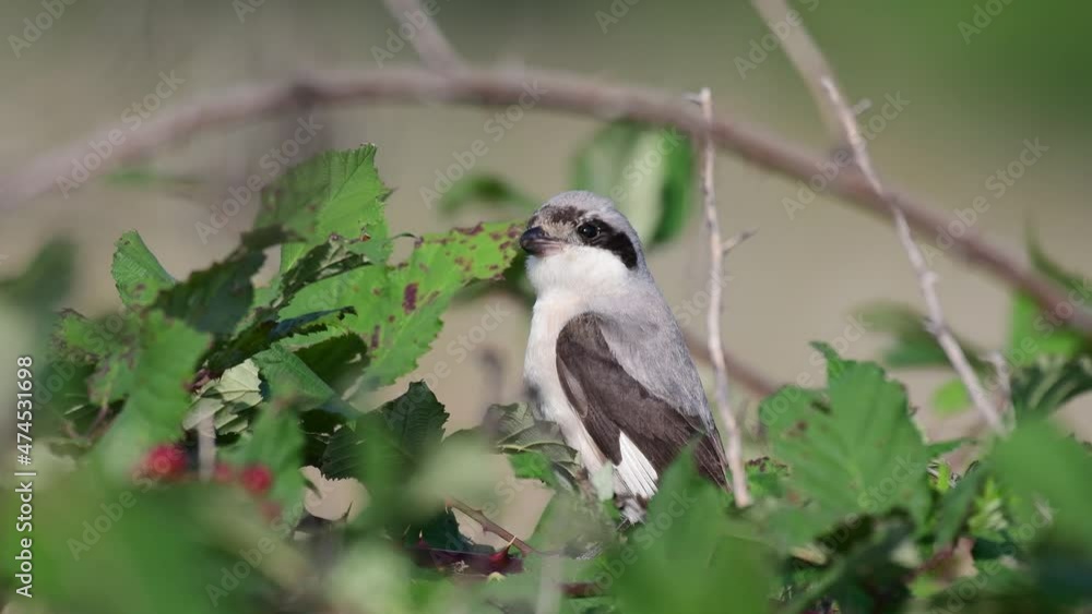 Lesser Grey Shrike, Lanius minor. In the wild. Bird young. The bird looks around, turns its head. Lesser Grey Shrike, Lanius minor. In the wild. Bird young. The bird looks around, turns its head.