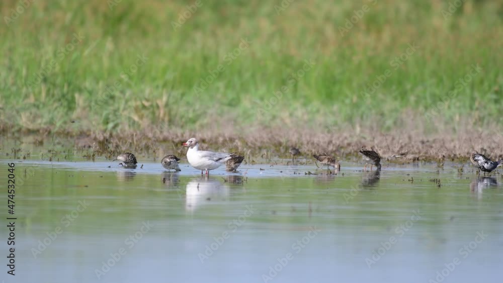 Wading birds. Sandpipers and terns bathing and rest on the lake near the shore. Sounds of nature.