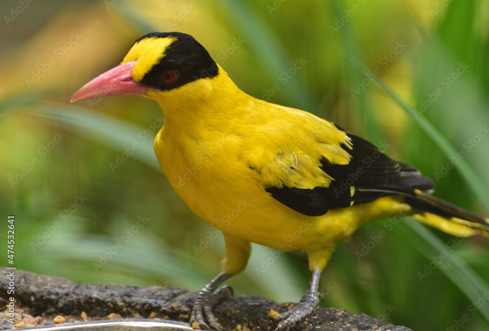 Fototapeta premium Oriolus chinensis, The black naped oriole, is a passerine bird in the oriole family, medium-sized and overall golden with a strong pinkish bill and a broad black mask and nape.