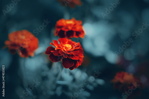 Bright red beautiful marigold flowers grow in a flower bed on a spring day. Nature. Decorative garden flowers.