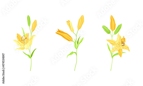 Elegant yellow lily flowers set. Floral design element for greeting card, wedding invitation vector illustration