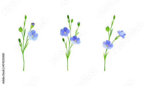 Blooming flax flowers set. Floral design element for greeting card, wedding invitation. Organic healthy product vector illustration photo