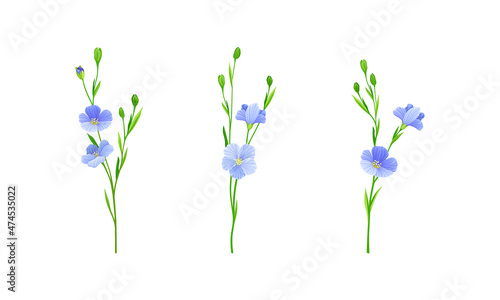 Elegant blooming flax flower branches set. Floral design element for greeting card, wedding invitation. Organic healthy product vector illustration