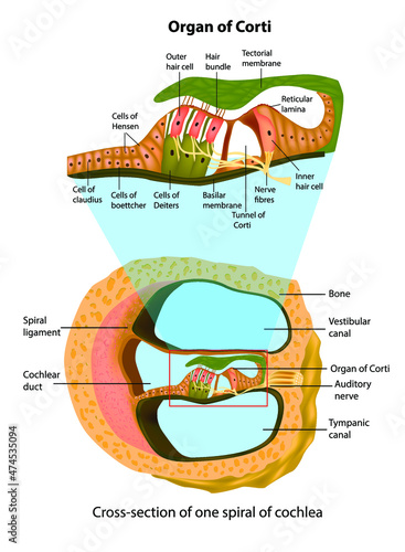 Anatomy of inner ear. Cross-section of one spiral of cochlea. Structure of the organ of Corti. photo