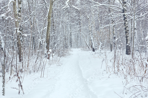 Winter path in a birch forest. Beautiful winter landscape in a blizzard © Sergios