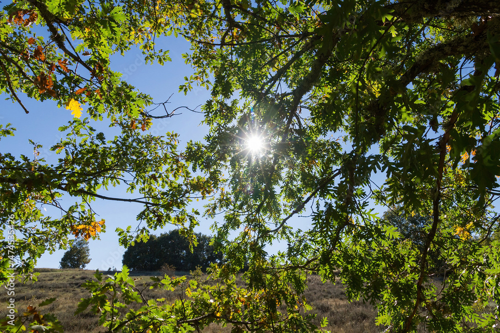 Fototapeta premium Oak branches with the sun penetrating 