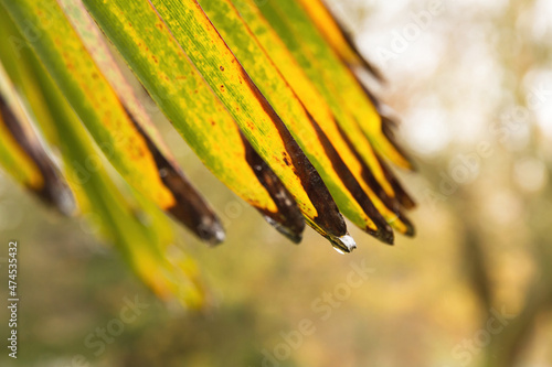 Chusan palm leaves, fan,with slightly deteriorated, yellowish tips and a drop of water  photo