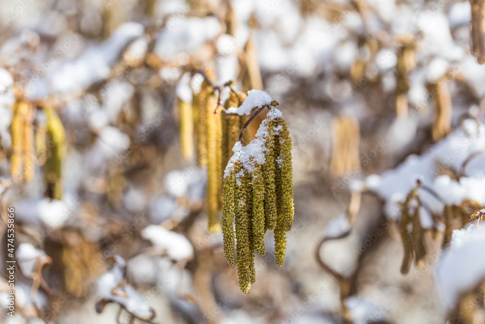 Naklejka premium Male catkins of the common hazel in the winter