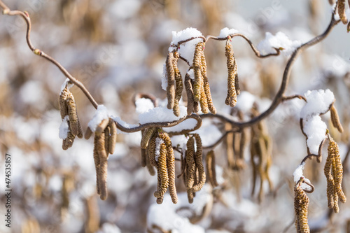 Male catkins of the common hazel in the winter