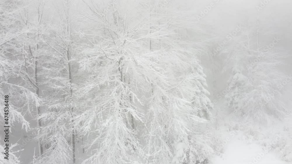 aerial view misty and snowy forest aerial view misty and snowy forest