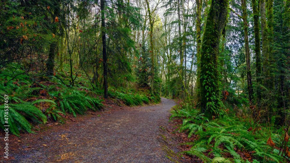 Obraz premium Ferns on BC forest trail after fall rain shower.