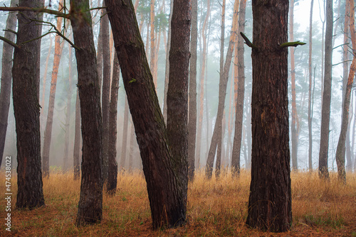 Trunks of pine trees on a cloudy foggy morning.