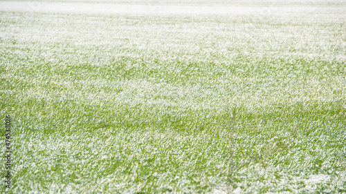 Traces of green wheat in a snow-covered field.