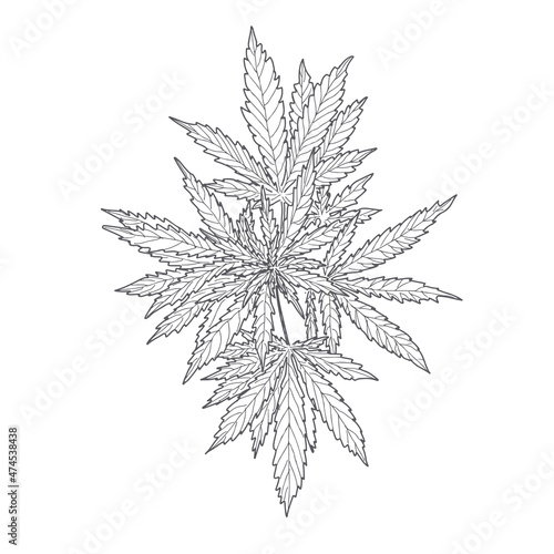 Hemp, cannabis leaves and stems. Vector sketch of a cannabis plant