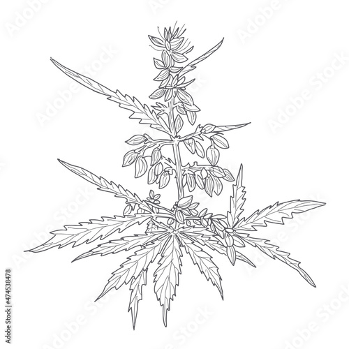 Wallpaper Mural Hemp, cannabis leaves and stems. Vector sketch of a cannabis plant Torontodigital.ca