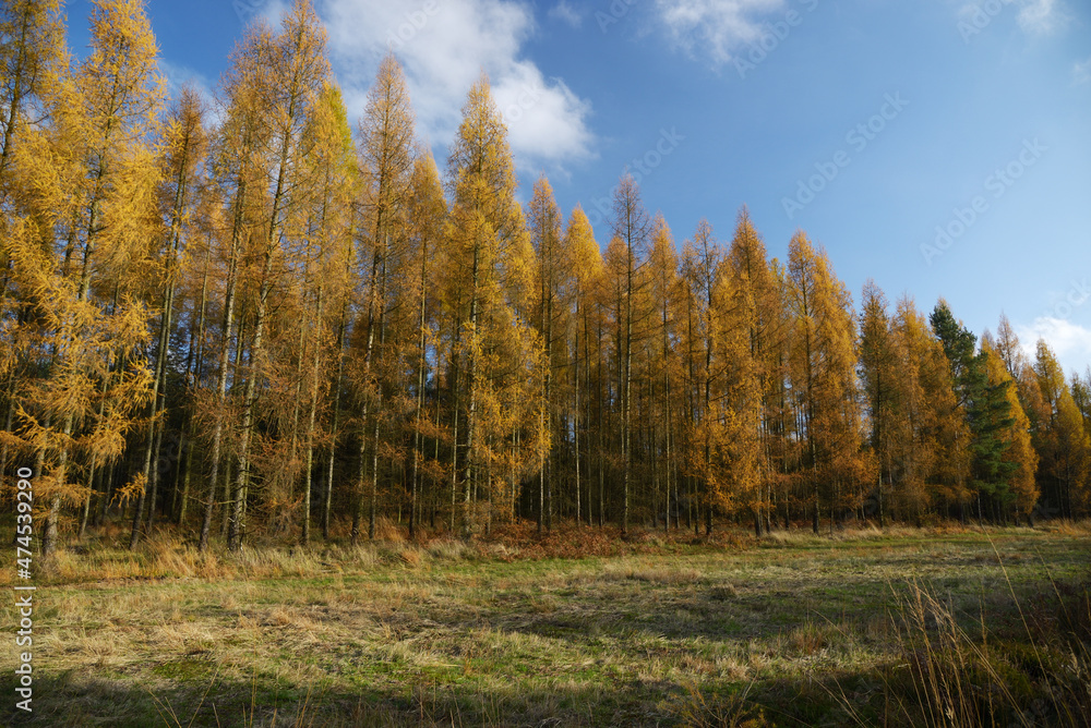 Żółty las jesienią i niebo