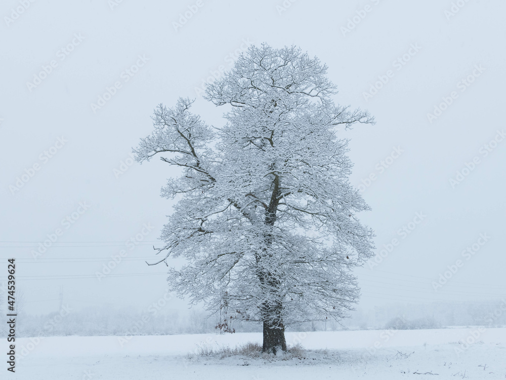 Samotne drzewo zimą. Gałęzie pokryte warstwą śniegu. Widok jest niewyraźny z uwagi na intensywnie padający śnieg. - obrazy, fototapety, plakaty 