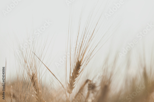 A close up of a plant