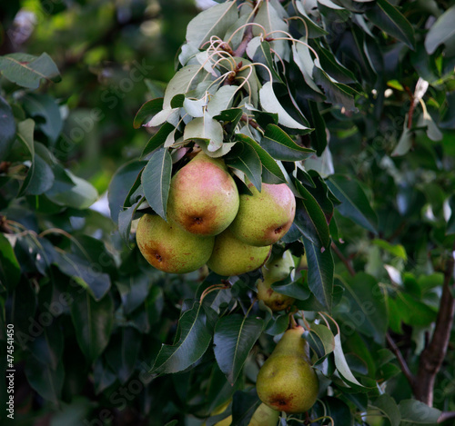 pear. Pear tree growing pears in branch