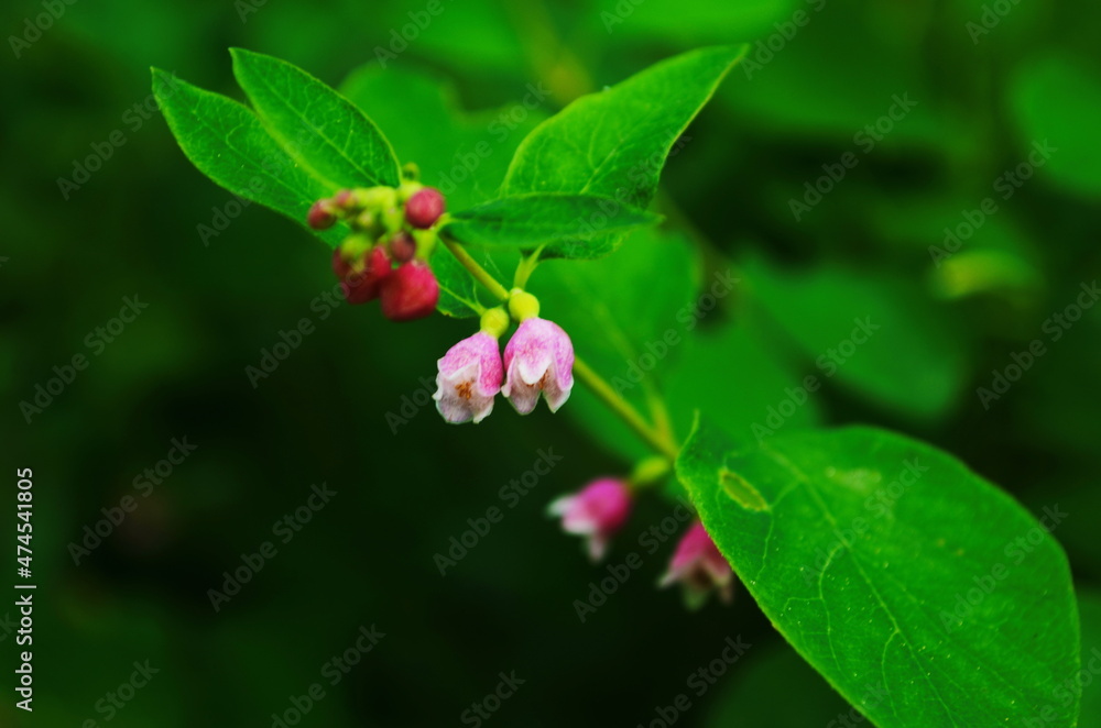 Flower of Common Snowberry Symphoricarpos albus. Flower of Common Snowberry Symphoricarpos albus.