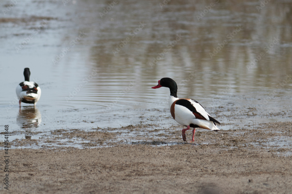 common shelduck Tadorna tadorna in a swamp in Camargue, Southern France common shelduck Tadorna tadorna in a swamp in Camargue, Southern France