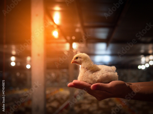 Chicken sit on the hand with yellow light.