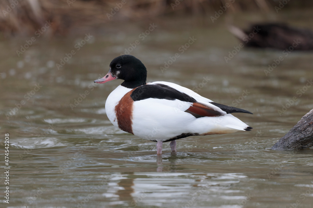 common shelduck Tadorna tadorna in a swamp in Camargue, Southern France common shelduck Tadorna tadorna in a swamp in Camargue, Southern France