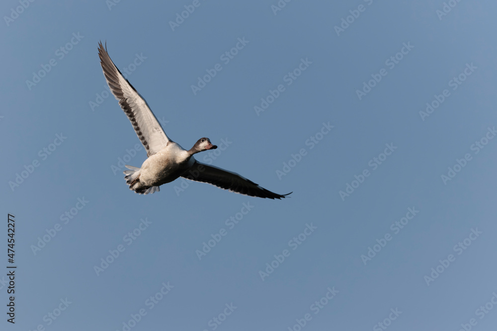 common shelduck Tadorna tadorna in a swamp in Camargue, Southern France common shelduck Tadorna tadorna in a swamp in Camargue, Southern France