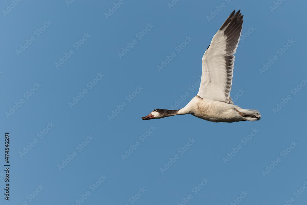 Obraz premium common shelduck Tadorna tadorna in a swamp in Camargue, Southern France