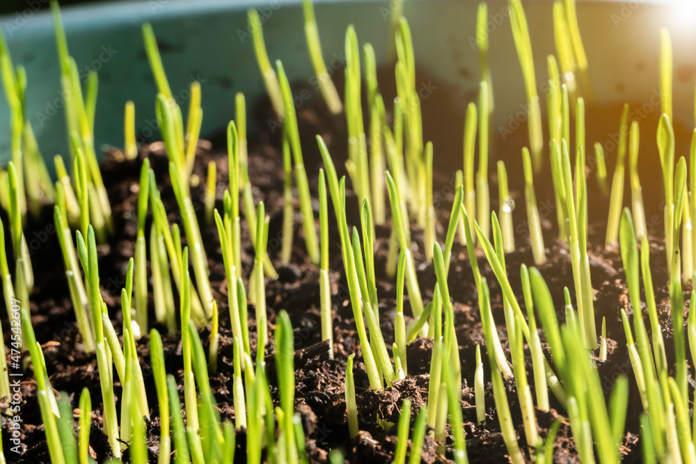 Obraz premium Wheat sprouts growing from planting in plastic trays.