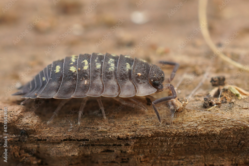 Closeup on the common shiny woodlouse, Oniscus asellus on a piece of wood Closeup on the common shiny woodlouse, Oniscus asellus on a piece of wood