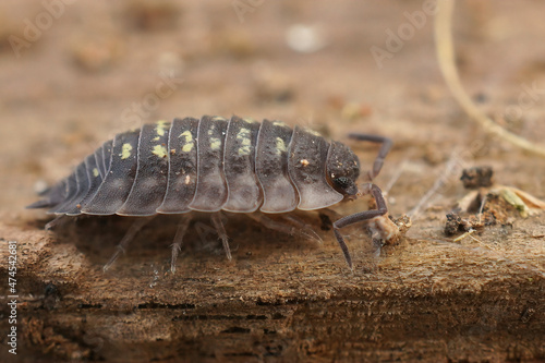 Closeup on the common shiny woodlouse, Oniscus asellus on a piece of wood