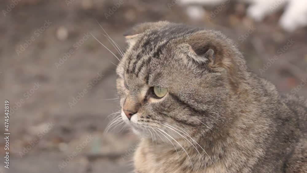 The cat walks in the courtyard of the house. Spring. March 2021. The cat walks in the courtyard of the house. Spring. March 2021.