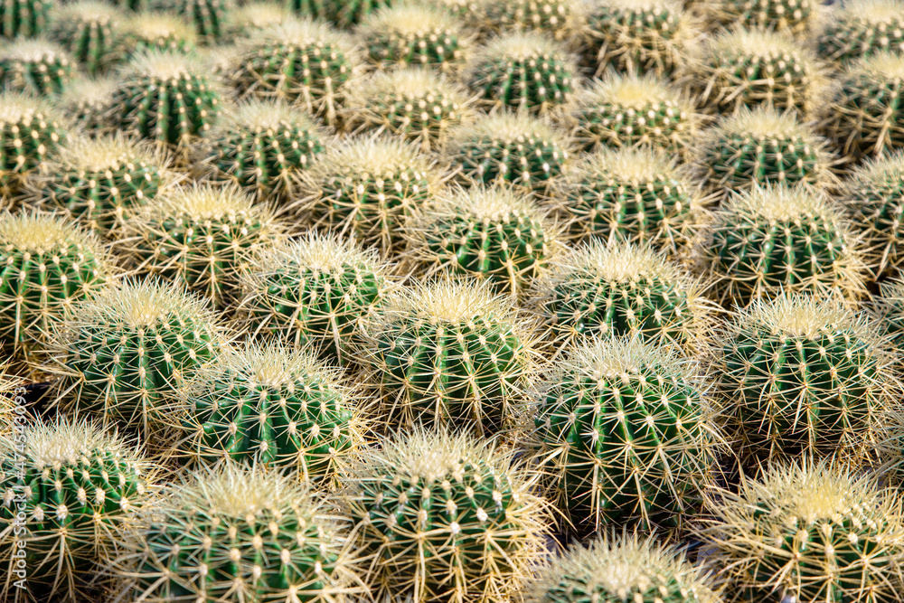 green cactus plant texture background green cactus plant texture background