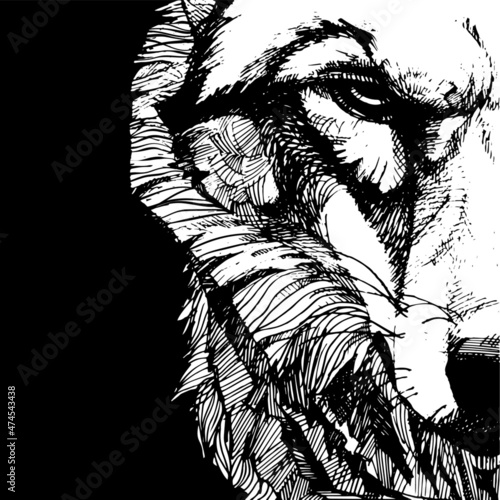 vecton graphic freehand drawing of the head of a severe wolf. imitation black ink isolated on black background. can be used as a tattoo, illustrations, printing on T-shirts, postcards, advertising.