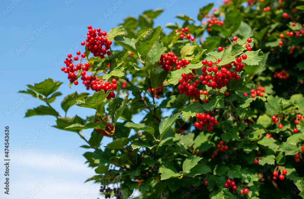Bunches of viburnum berries growing on bush in garden Bunches of viburnum berries growing on bush in garden