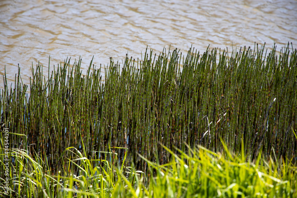 Obraz premium grass in the water