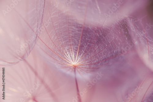 Dandelion goatbeard seeds close-up macro in late sunset light for background ...