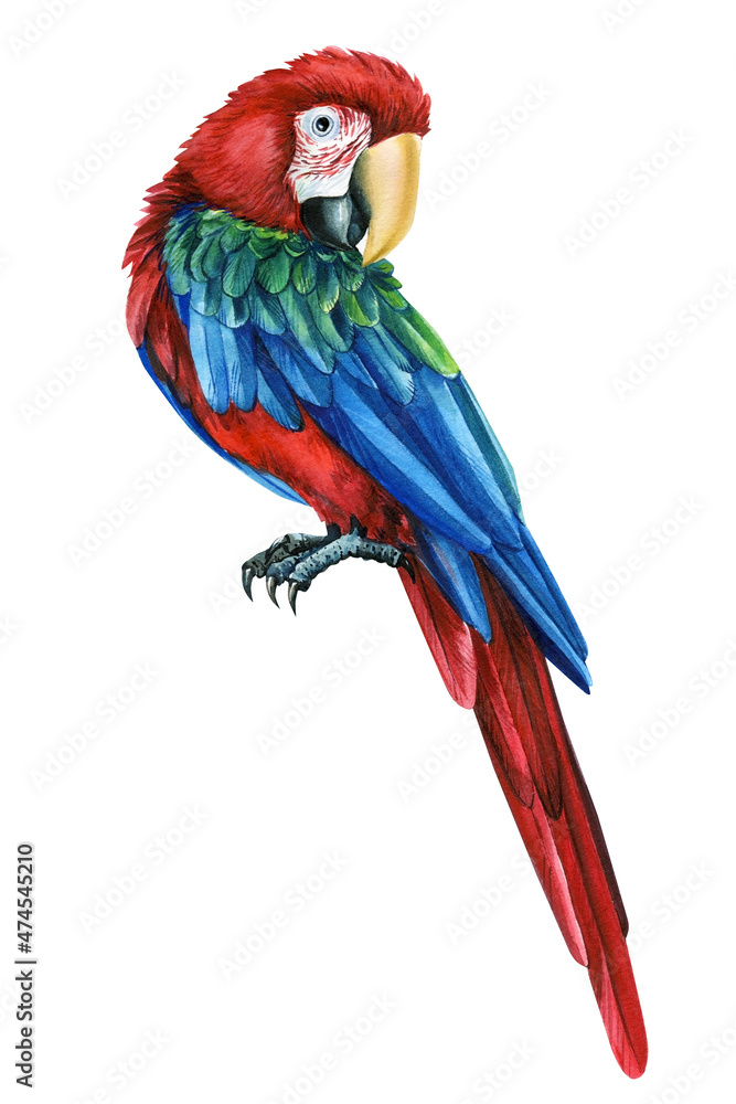 Red bird, Parrot macaw, isolated white background, Hand painted watercolor illustration