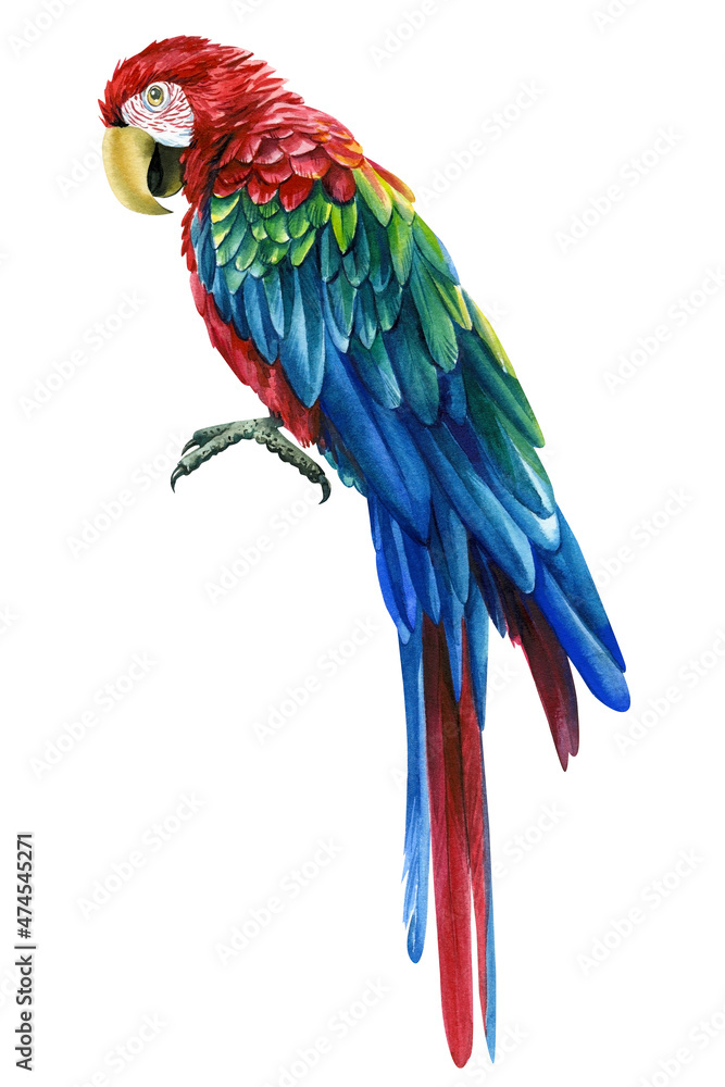 Red parrot bird on an isolated white background, watercolor illustration, hand drawing
