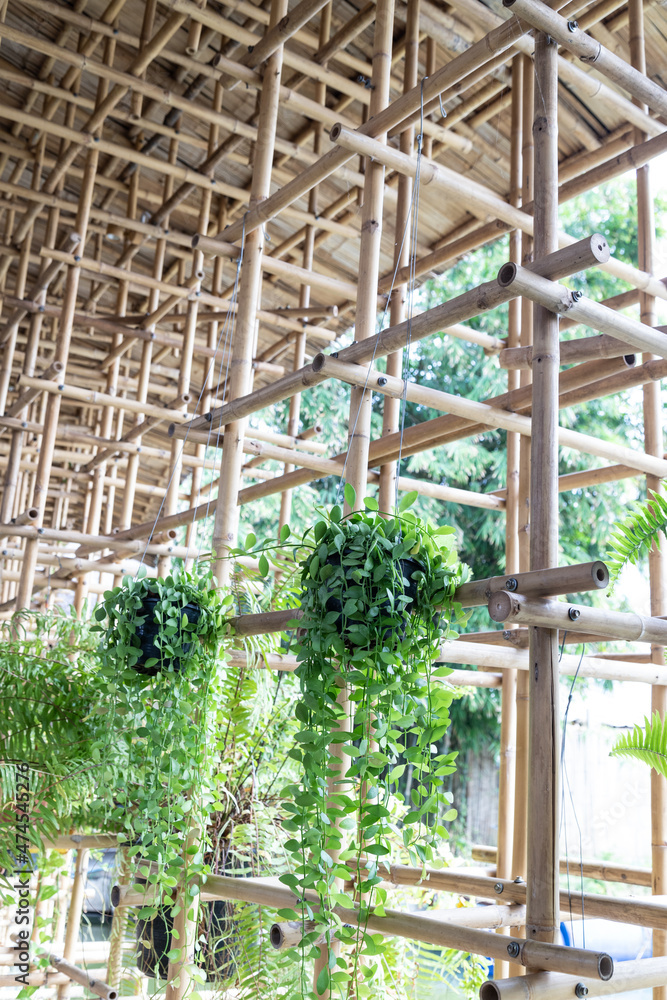 Vertical Dischidia or Green depe tree hanging on bamboo railing.