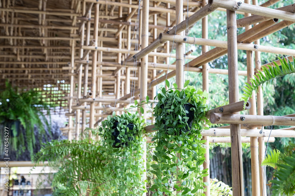 Dischidia or Green depe tree hanging on bamboo railing, garden decoration ideas Dischidia or Green depe tree hanging on bamboo railing, garden decoration ideas