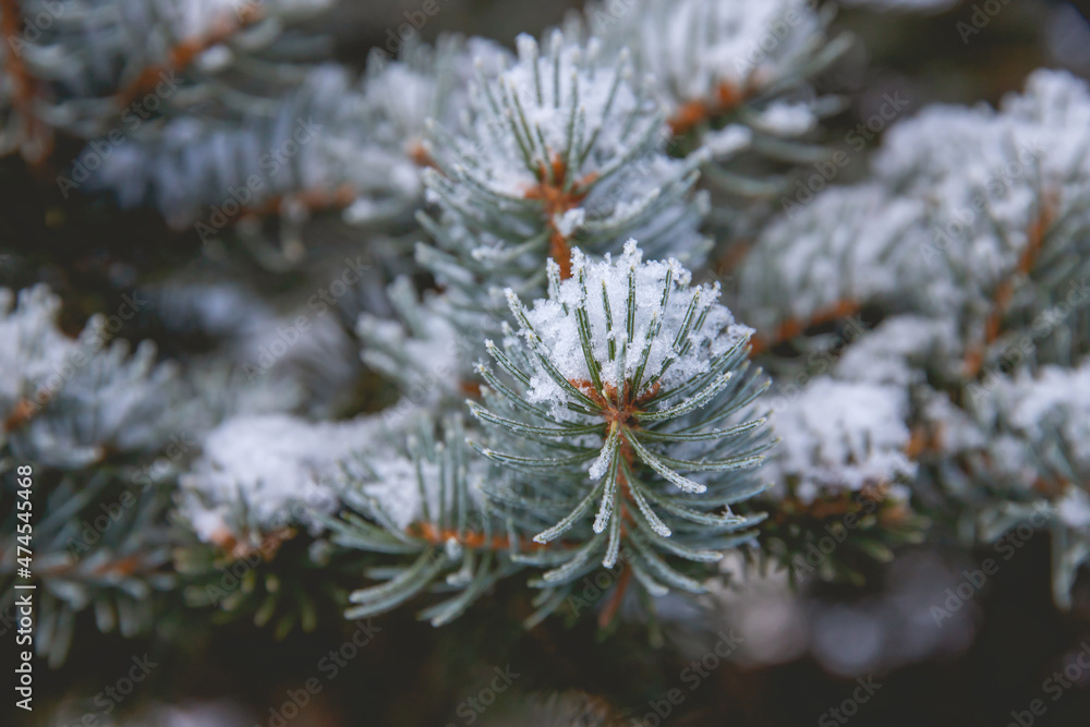 Close up of pine needles covered in snow.