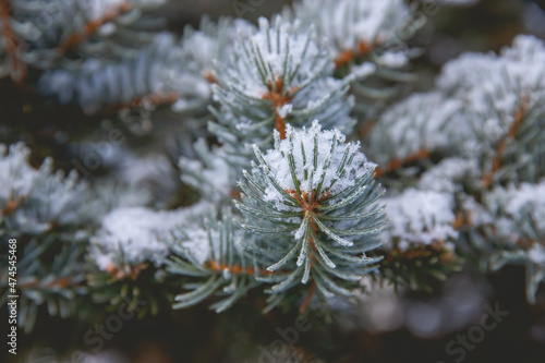Close up of pine needles covered in snow. © Joose